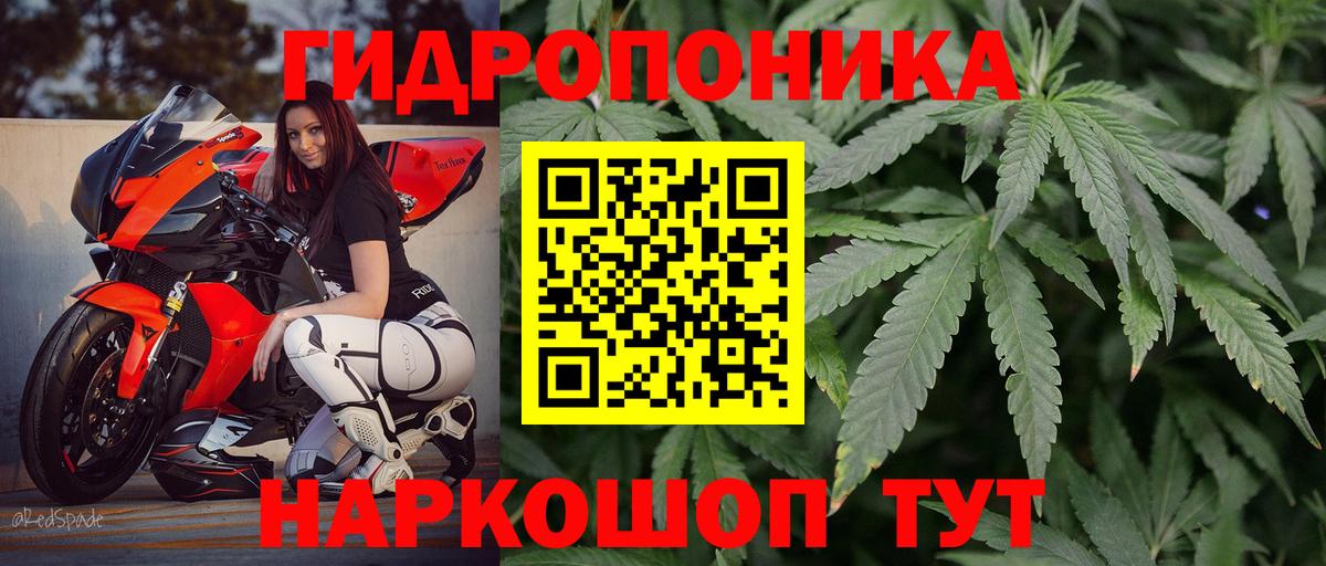 Бошки Шишки план Великие Луки